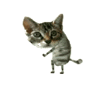 kitten